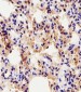 (Mouse) Scx Antibody (N-term)