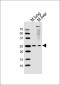 (Mouse) Scx Antibody (N-term)