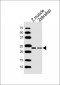 (DANRE) soga3b Antibody (C-Term)