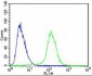 EREG Antibody (C-term)