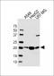 EREG Antibody (C-term)