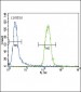 CYP3A4 Antibody (Center)