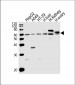 CYP3A4 Antibody (Center)