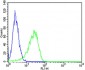 MICA Antibody (Center)