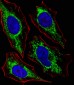 GLS Antibody (C-term)