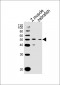 (DANRE) chst1 Antibody (C-term)