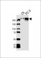 FLNA Antibody