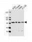 EXOC3 Antibody (C-term)
