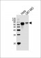 GPR56 Antibody