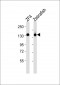 Zebrafish cyfip1 Antibody (Center)