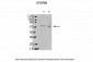 CTCF Antibody - C-terminal region