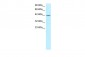 NFYA antibody - C-terminal region