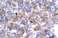 POU1F1 antibody - C-terminal region