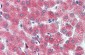 DBP antibody - middle region