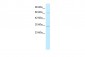 DBP antibody - middle region