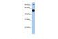 EBF1 antibody - N-terminal region