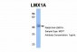 LMX1A antibody - middle region