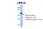 LMX1A antibody - middle region