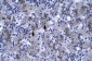 DBP antibody - N-terminal region