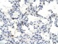 SKIIP antibody - N-terminal region