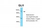 GLI1 antibody - C-terminal region