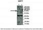 SIRT1 antibody - N-terminal region