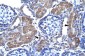 PAX7 antibody - N-terminal region