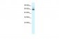 PAX7 antibody - N-terminal region