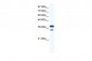 LHX3 antibody - middle region
