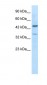 GATA3 antibody - C-terminal region