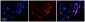 FOXA1 antibody - C-terminal region