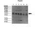 FOXA1 antibody - C-terminal region