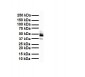 FOXA1 antibody - C-terminal region