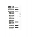 FOXA1 antibody - C-terminal region