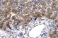 MEOX1 antibody - N-terminal region