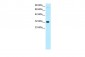 MEOX1 antibody - N-terminal region