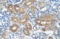 MYBL1 antibody - middle region