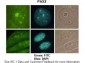 PAX3 antibody - C-terminal region