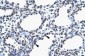 MYEF2 antibody - middle region