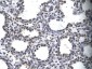 MYEF2 antibody - middle region