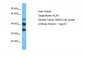 KLF8 antibody - middle region