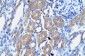 POU3F1 antibody - N-terminal region