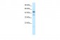 POU3F1 antibody - N-terminal region