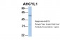 AHCYL1 antibody - N-terminal region