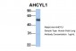 AHCYL1 antibody - N-terminal region