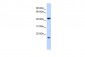 ING3 antibody - middle region