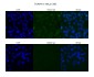 TEAD4 antibody - middle region