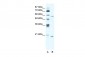 ZNF18 antibody - N-terminal region