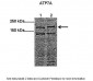ATP7A antibody - middle region