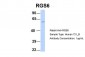 RGS6 antibody - N-terminal region